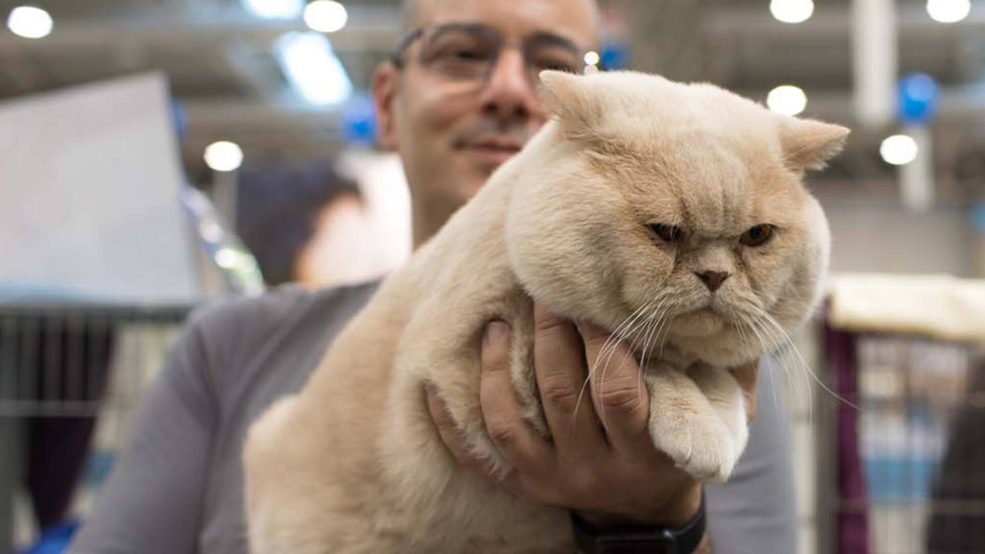 Fanáticos por los gatos, de las competencias a los hogares de tránsito