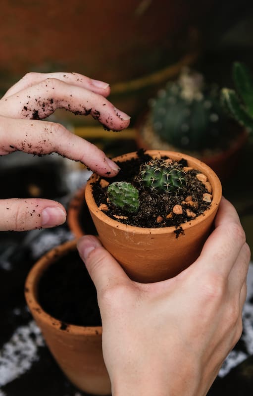 Jardines, balcones y terrazas: qué hacer para cuidar tus plantas en invierno