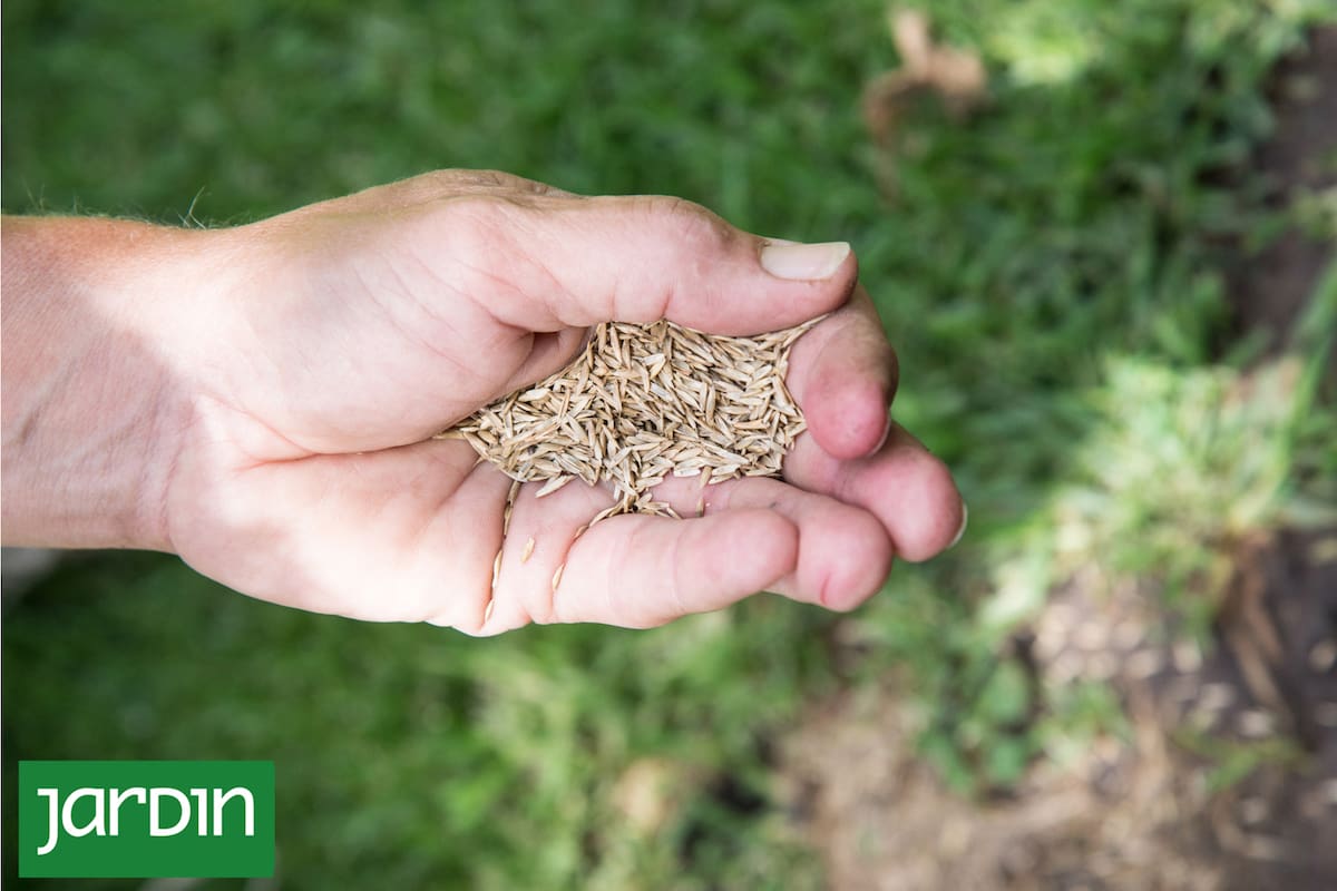 La técnica esencial para tener el pasto verde todo el año