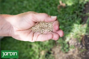 Con esta técnica vas a tener el pasto verde todo el año y más fuerte y sano en el verano