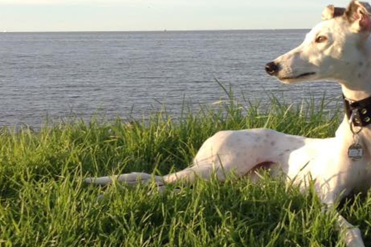 Galgo de carreras: a Charo la abandonaron en una autopista, tardó meses en volver a confiar