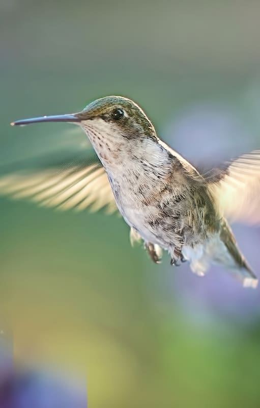 La belleza nativa que llenará de picaflores tu jardín