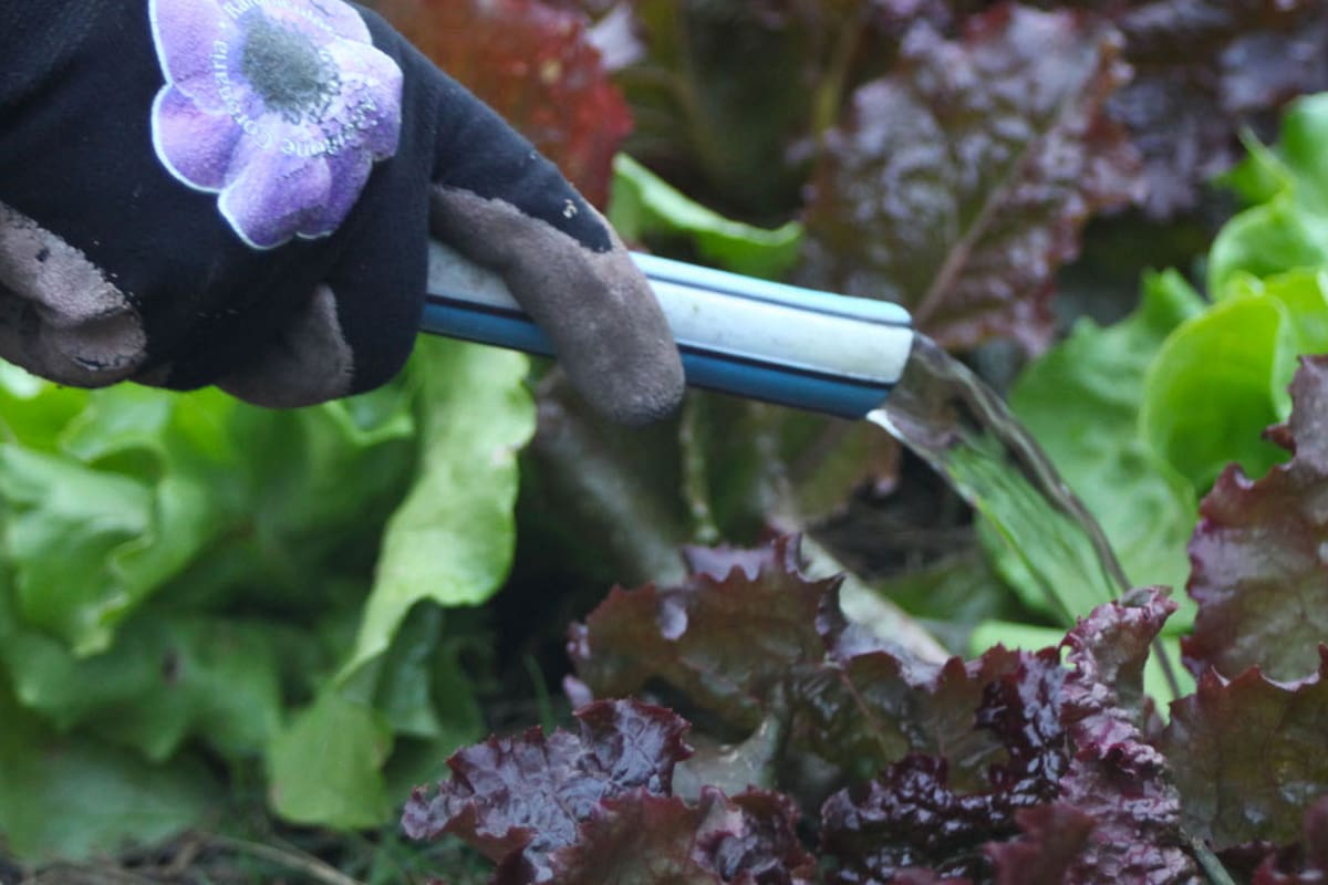 Diez preguntas y respuestas para regar tus plantas de manera correcta
