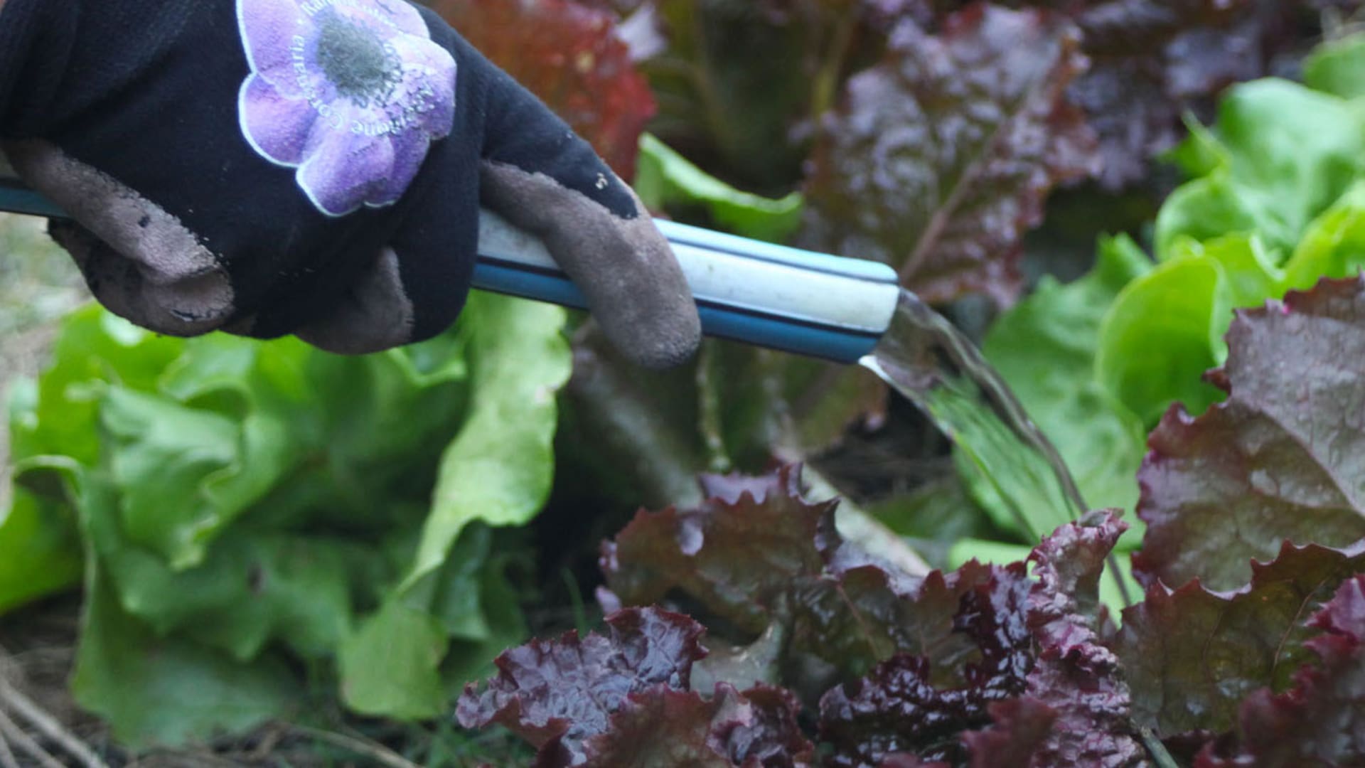 Diez preguntas y respuestas para regar tus plantas de manera correcta