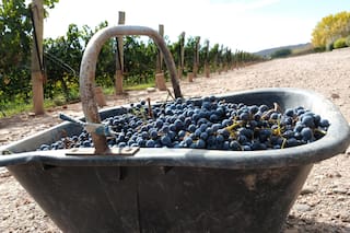 Coronavirus. Cosecha a distancia y con barbijo para el vino en Mendoza