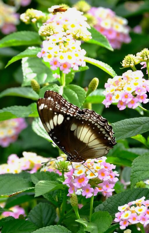 La planta que cambia de color, atrae a las mariposas y tiene floración todo el año