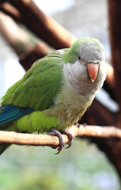 Fueron populares en el siglo XX como mascotas y hoy son una plaga urbana