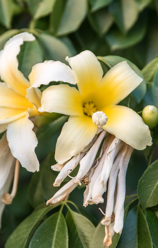 Las nativas otoñales le dan color al jardín