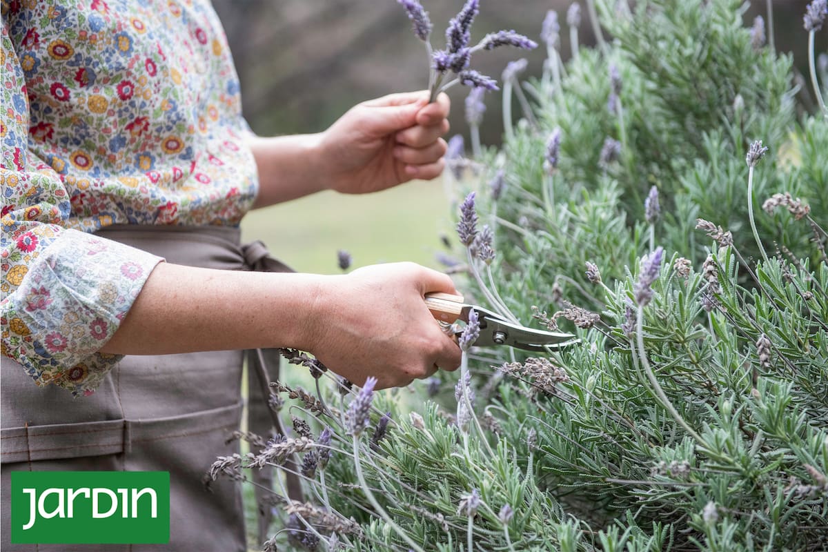 Descubrí qué tenés que hacer en verano para que tus lavandas exploten de flores todo el año