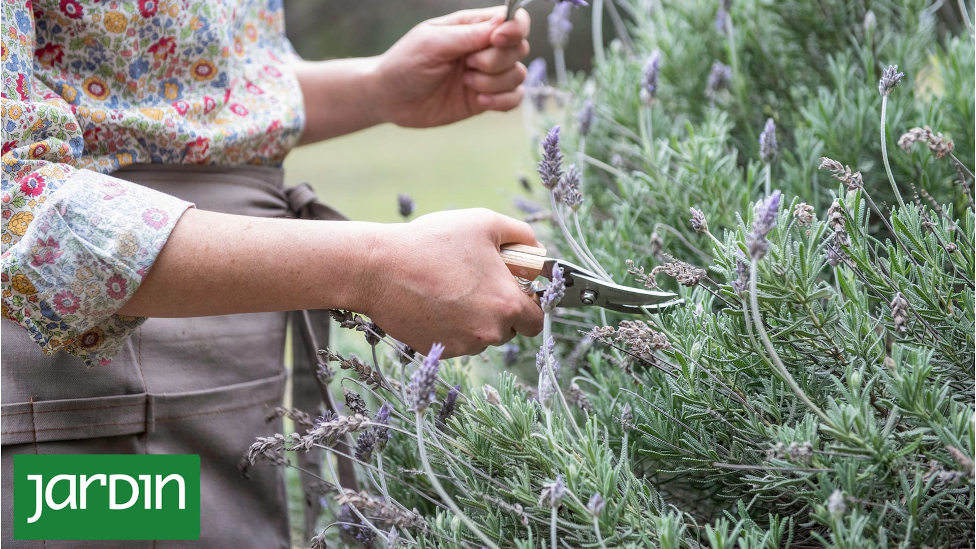 Descubrí qué tenés que hacer en verano para que tus lavandas exploten de flores todo el año