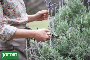 El secreto para que tus lavandas exploten de flores todo el año