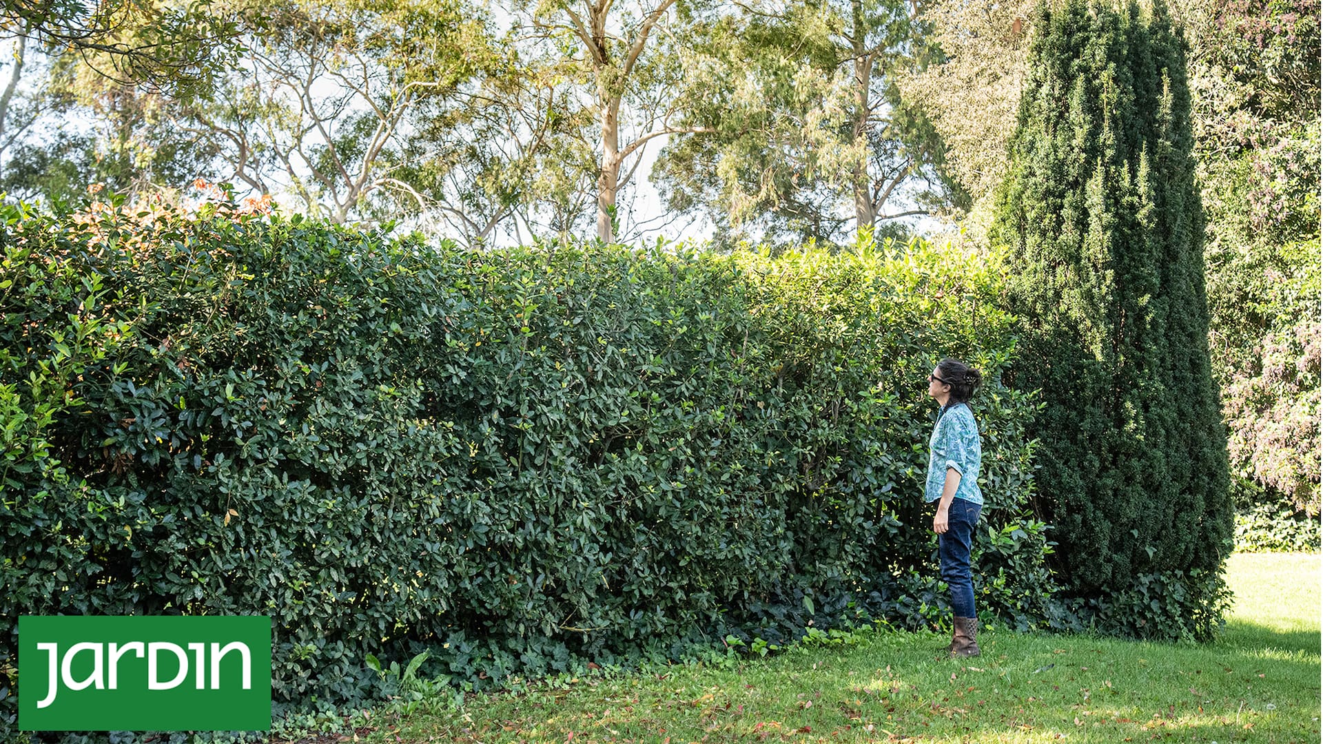 El secreto para combatir las polillas está en tu jardín