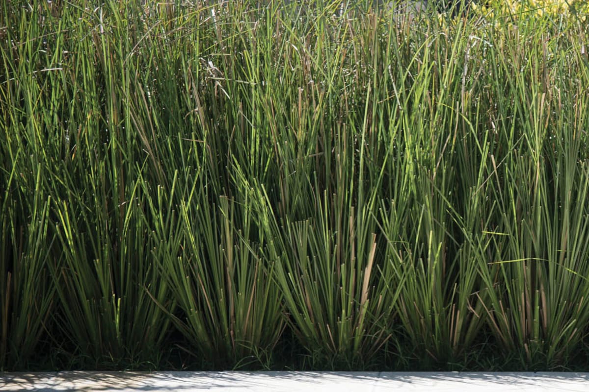 Vetiver, la hierba multifacética capaz de proteger suelos y purificar aguas contaminadas