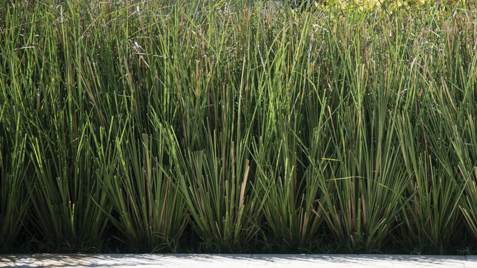 Vetiver, la hierba multifacética capaz de proteger suelos y purificar aguas contaminadas