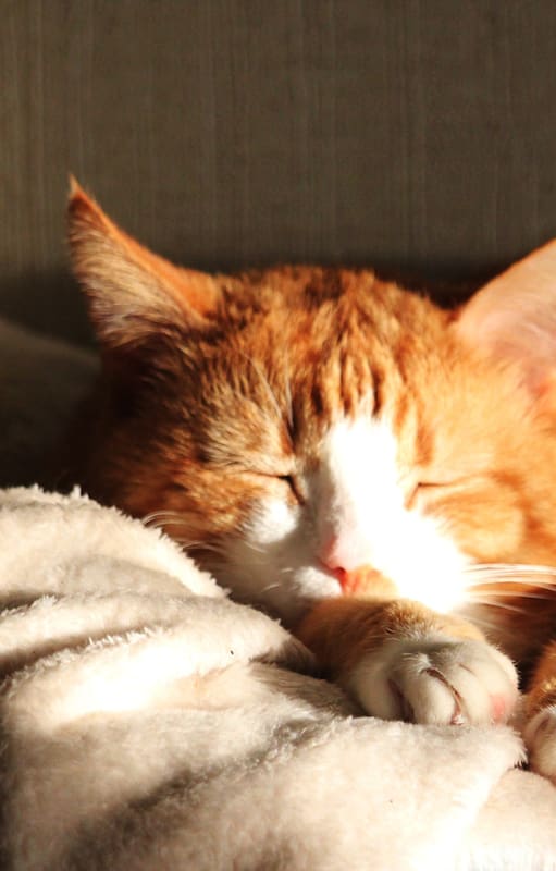 El sorprendente e inevitable dolor de tener a una mascota enferma