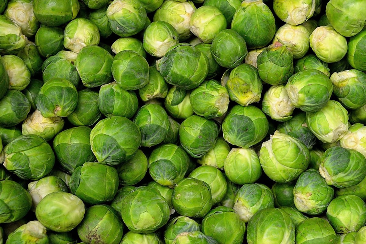 Cómo cultivar repollitos de Bruselas y llevarlos a tus comidas