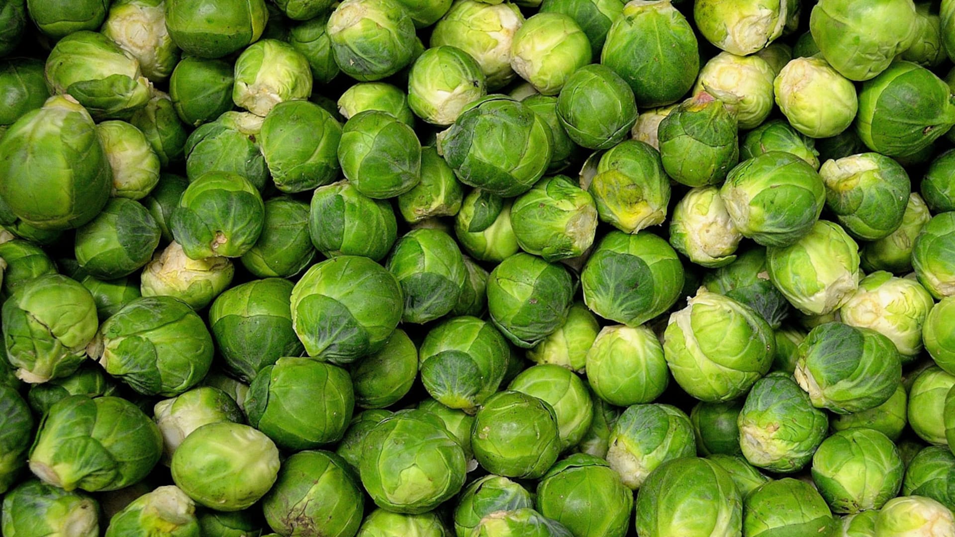 Cómo cultivar repollitos de Bruselas y llevarlos a tus comidas