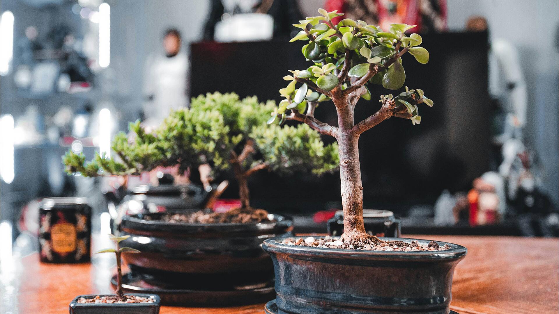 El mini árbol de la buena suerte que crece en maceta y es muy fácil de cuidar
