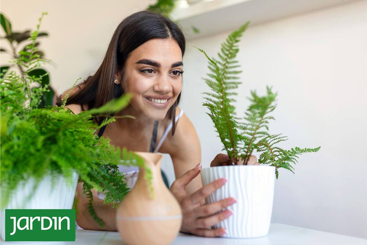 Cómo saber si el aire acondicionado está dañando mis plantas de interior
