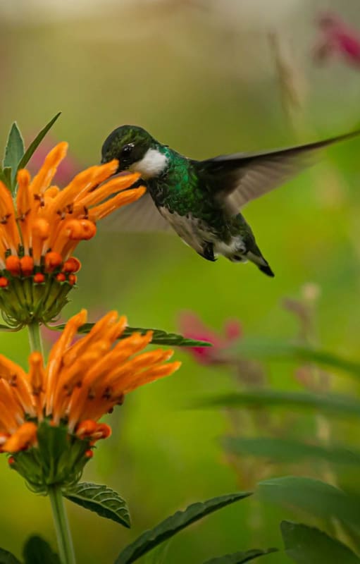 El increíble jardín de colibríes inspirado en Michelle Obama que se esconde en Cariló
