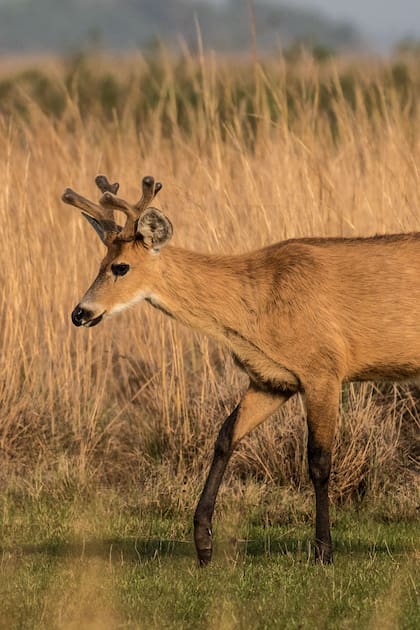 El ciervo de los pantanos que habita en el Delta del Paraná está en peligro de extinción