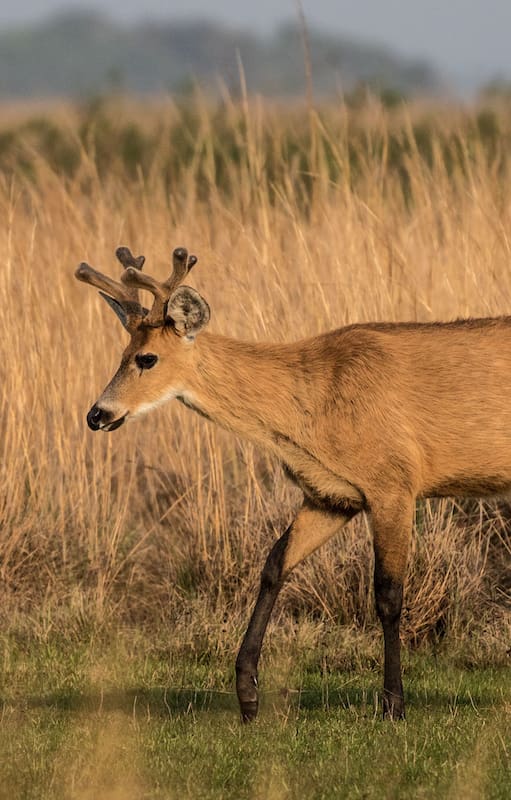 El ciervo de los pantanos que habita en el Delta del Paraná está en peligro de extinción