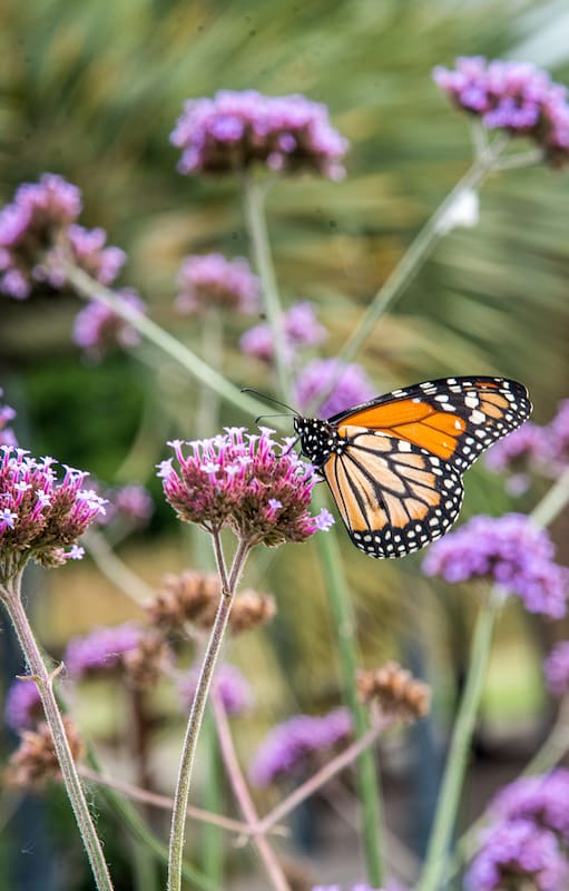 Las 10 plantas que llenarán de mariposas tu jardín