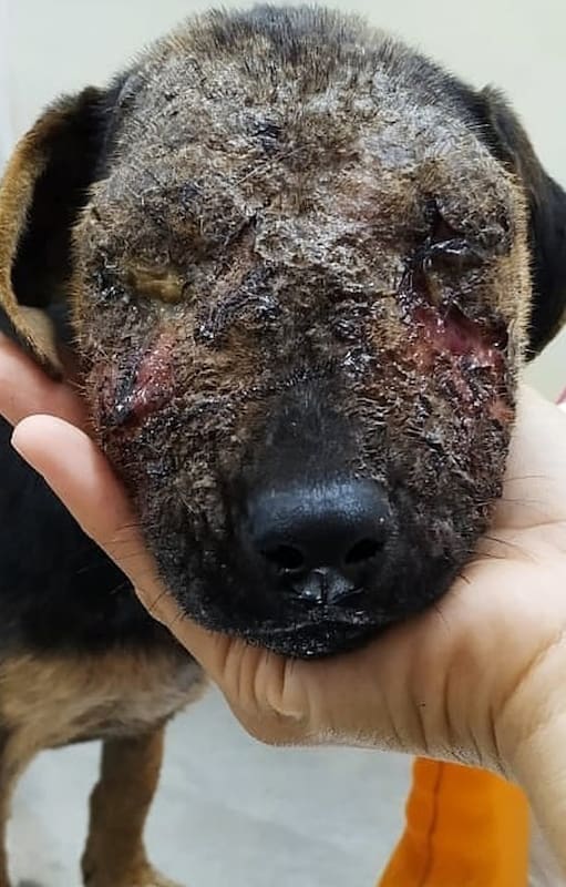 Mafalda: la cachorra que rescataron casi ciega y sobrevivió gracias al cuidado de su madre