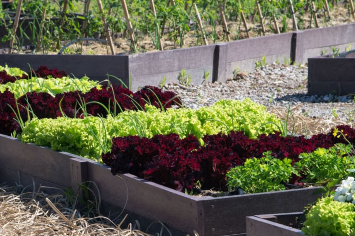 5 claves para empezar tu huerta en casa