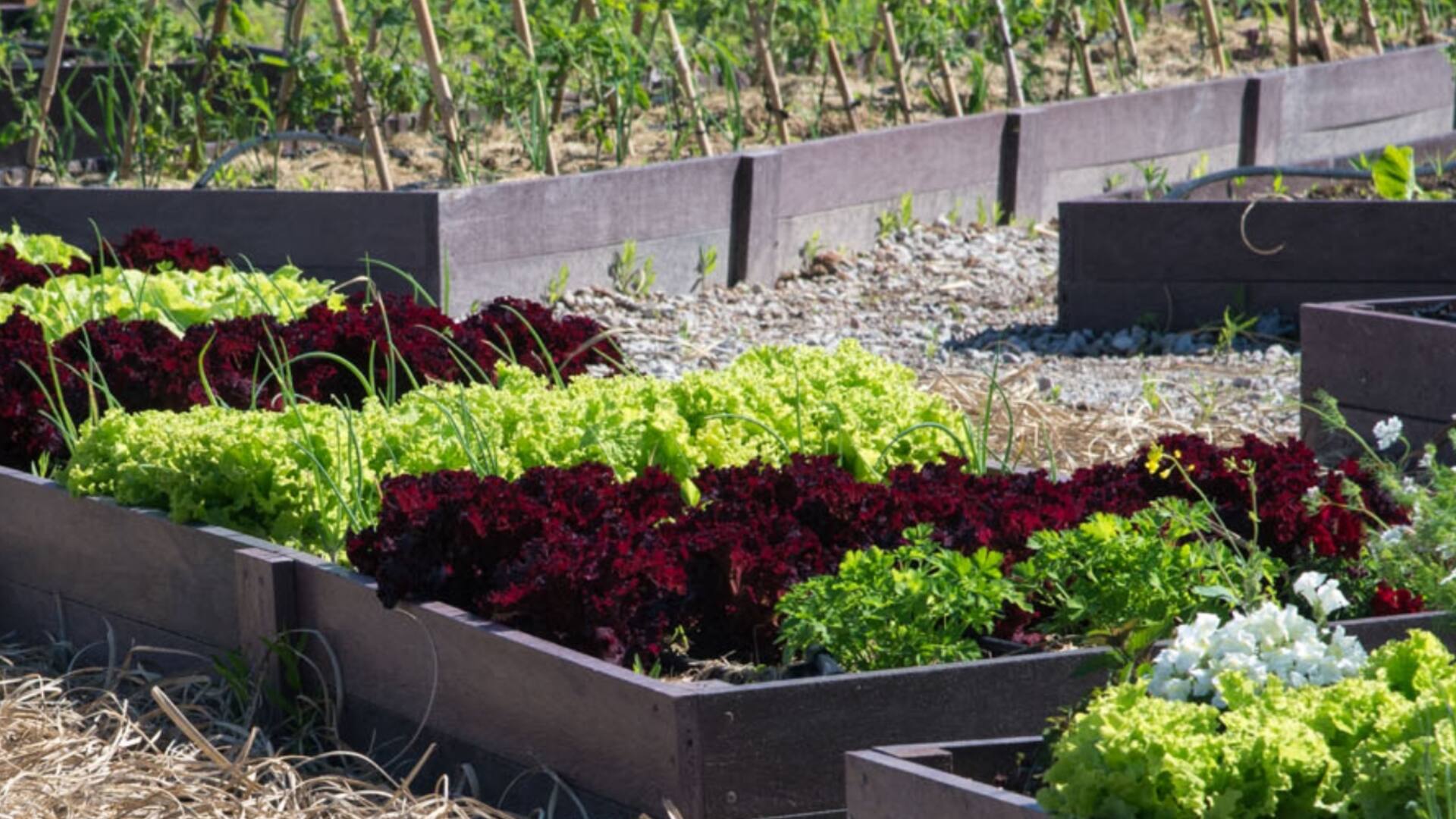 5 claves para empezar tu huerta en casa