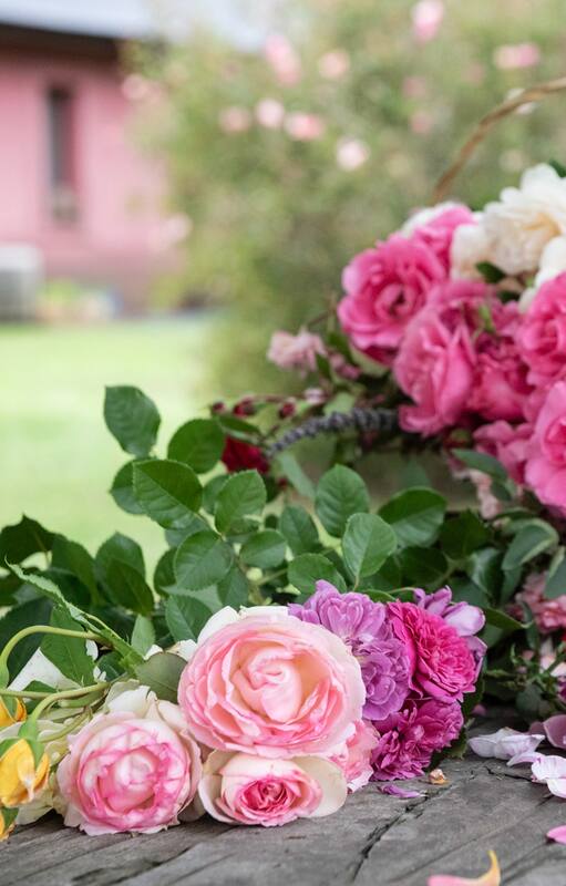 Todo lo que tenés que hacer para que tus rosas se luzcan en el verano
