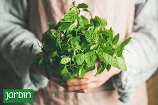 Cuáles son los "yuyos" que mejoran la digestión: cómo usarlos y cultivarlos en casa