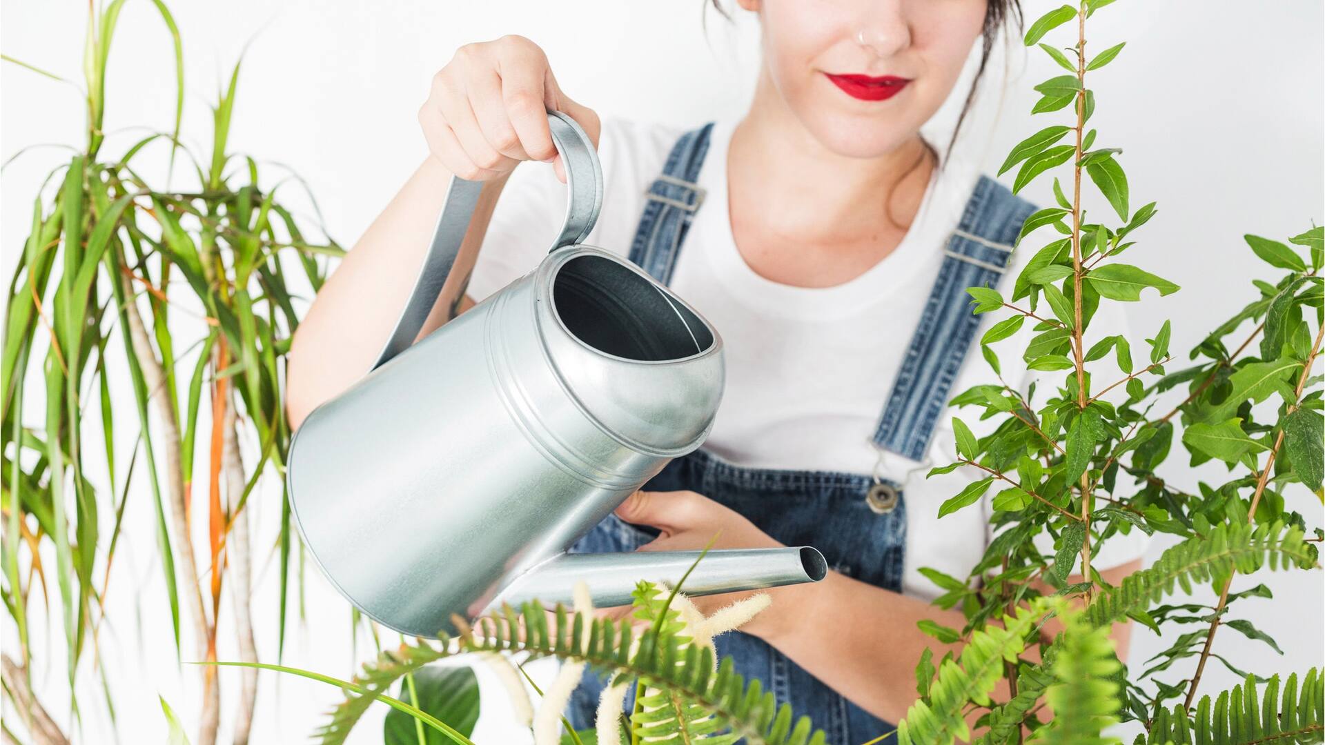¿Por qué mis plantas de interior pierden hojas durante el verano?
