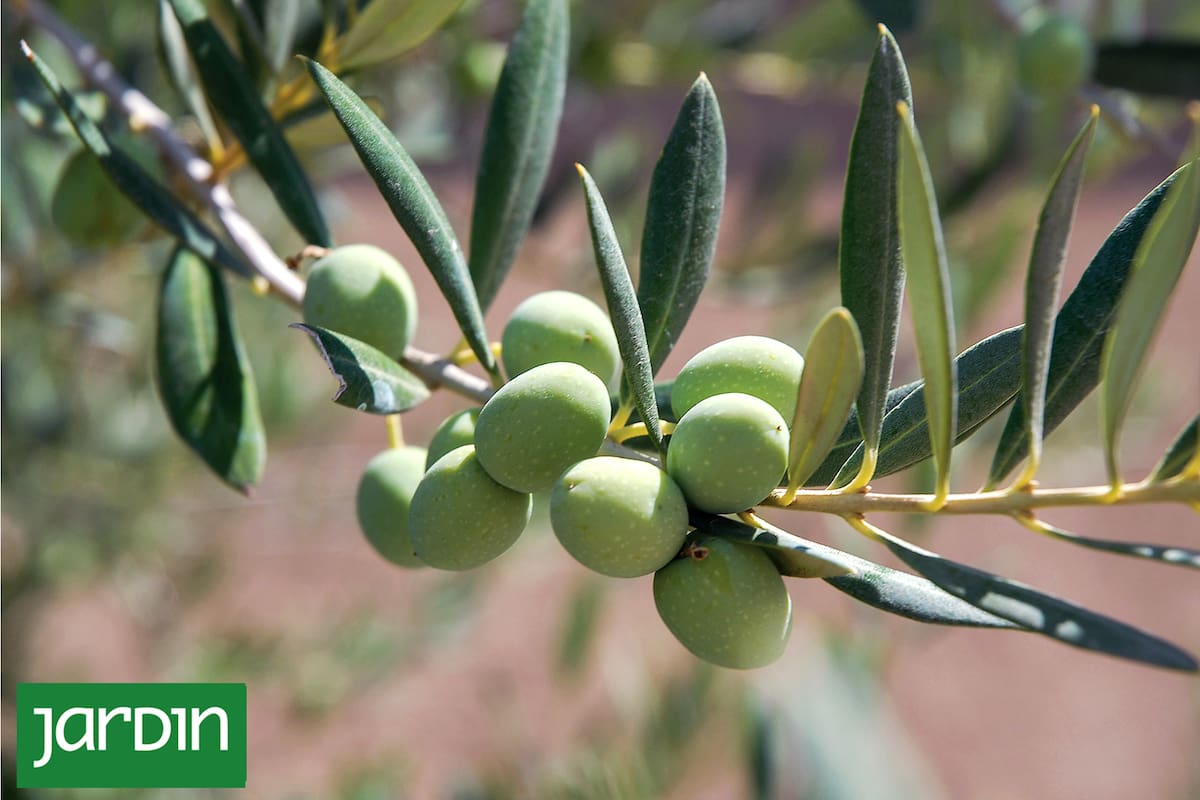 Estos son los 10 motivos por los que tenés que cultivar un olivo en tu balcón o terraza