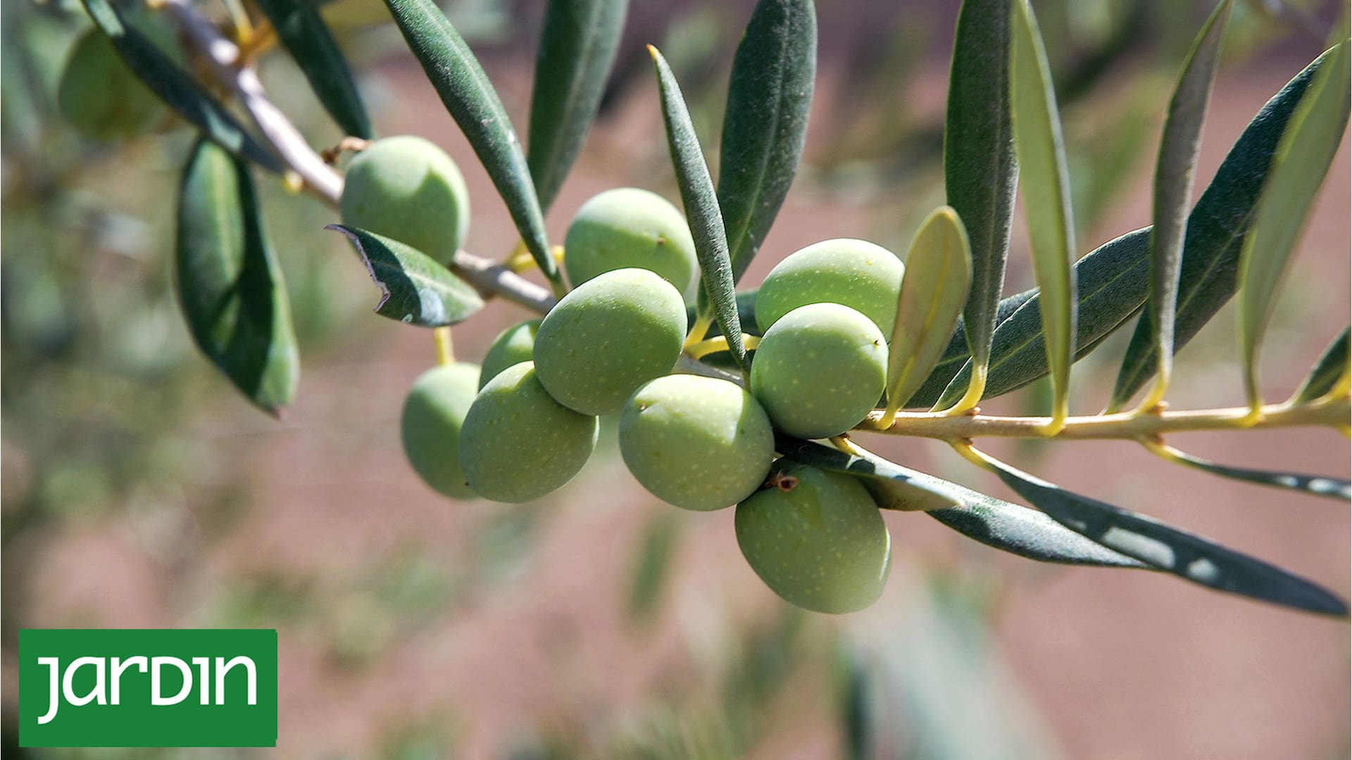 Estos son los 10 motivos por los que tenés que cultivar un olivo en tu balcón o terraza