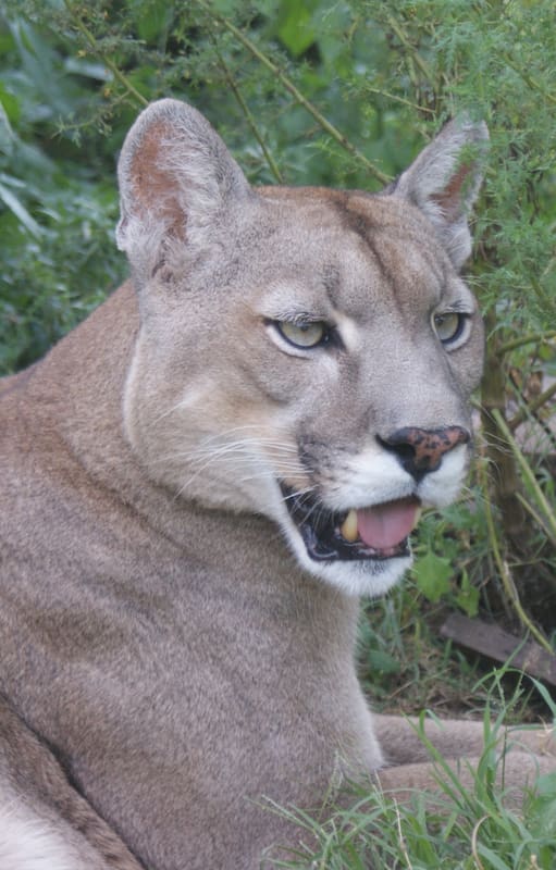 Chirola, el puma rescatado en Córdoba, símbolo de la lucha por preservar su especie