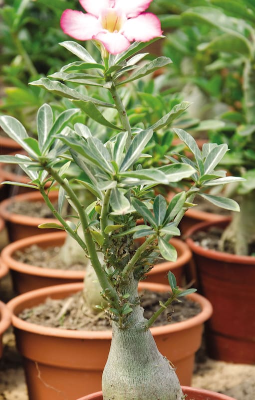Cactus y suculentas: siete especies que lo son, aunque no lo parezcan