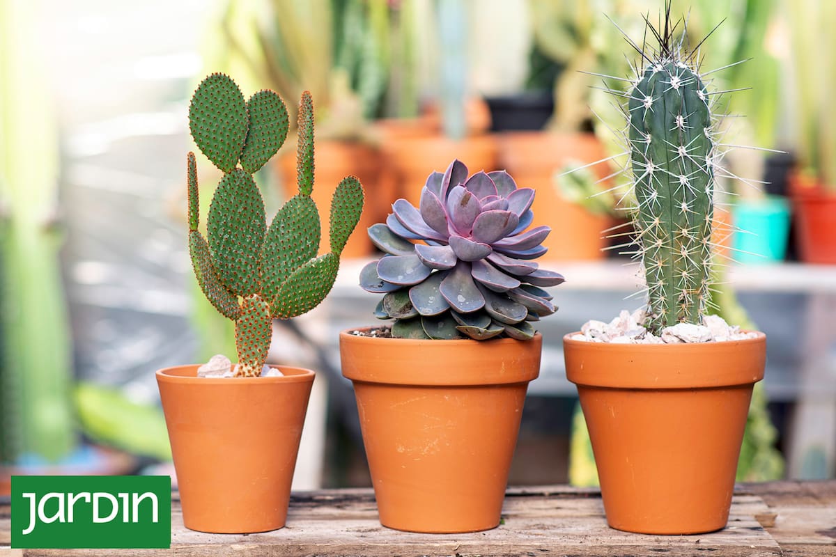 Fin del mito: 6 mentiras que te hicieron creer sobre los cactus y suculentas