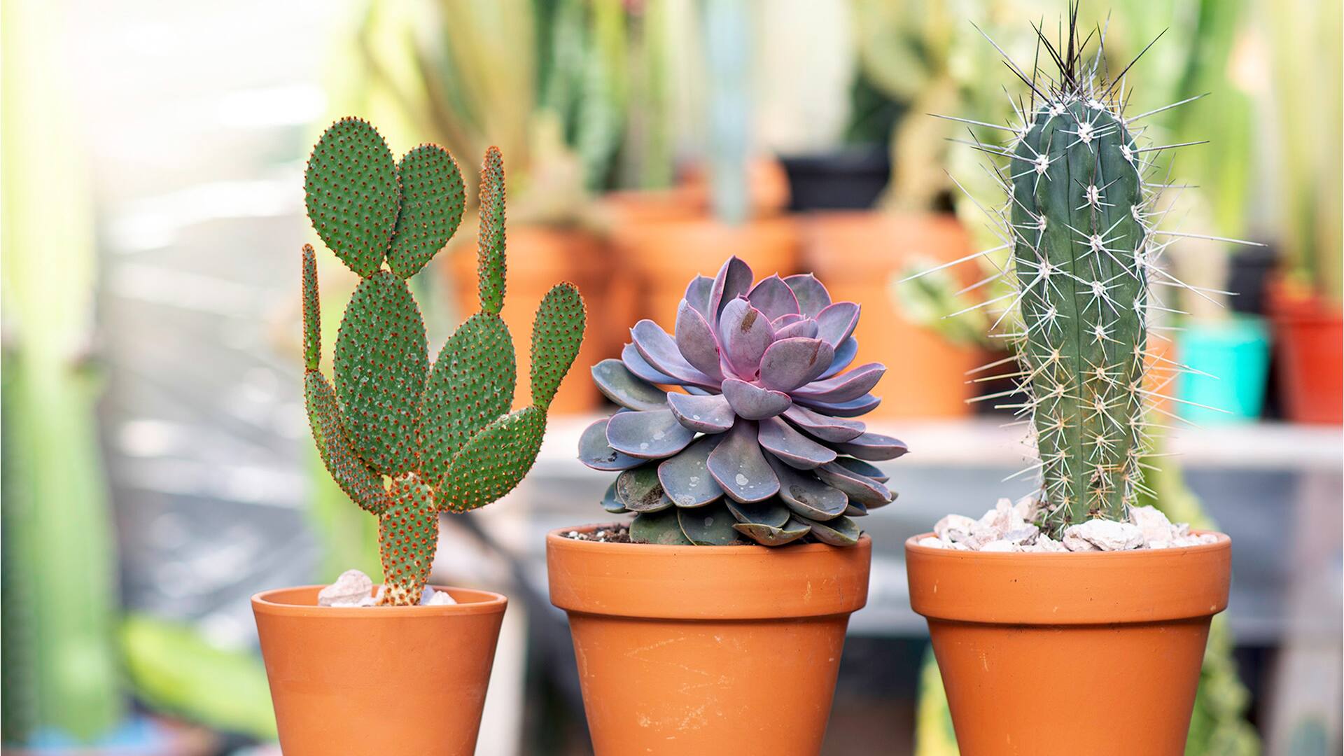 Fin del mito: 6 mentiras que te hicieron creer sobre los cactus y suculentas