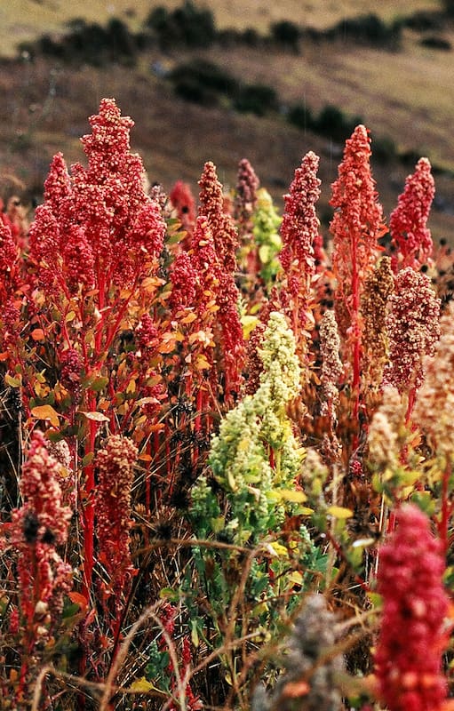 Biopiratería: las empresas que patentan recursos naturales
