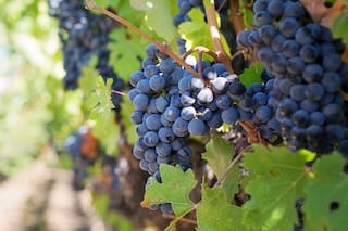 Conocé estos vinos de alta gama que vienen de San Rafael