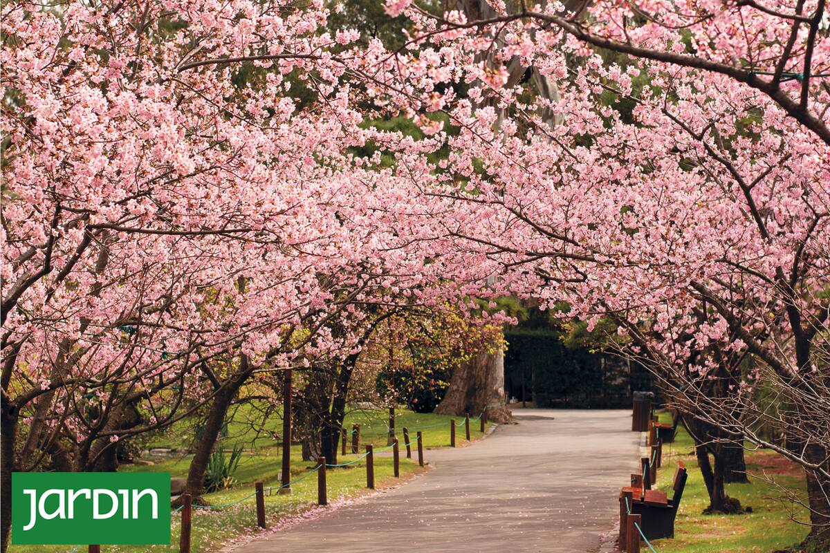 Buenos Aires en flor: la belleza natural de una ciudad eterna