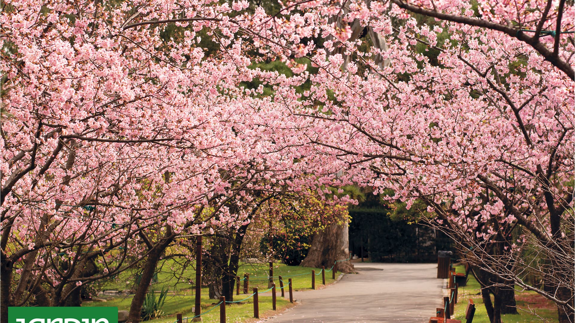 Buenos Aires en flor: la belleza natural de una ciudad eterna