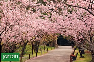 Los edificios, los árboles y flores típicos de la Ciudad de Buenos Aires