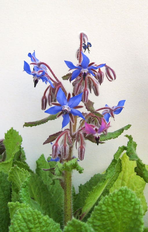 Agua de borrajas, el potente elixir anticolesterol