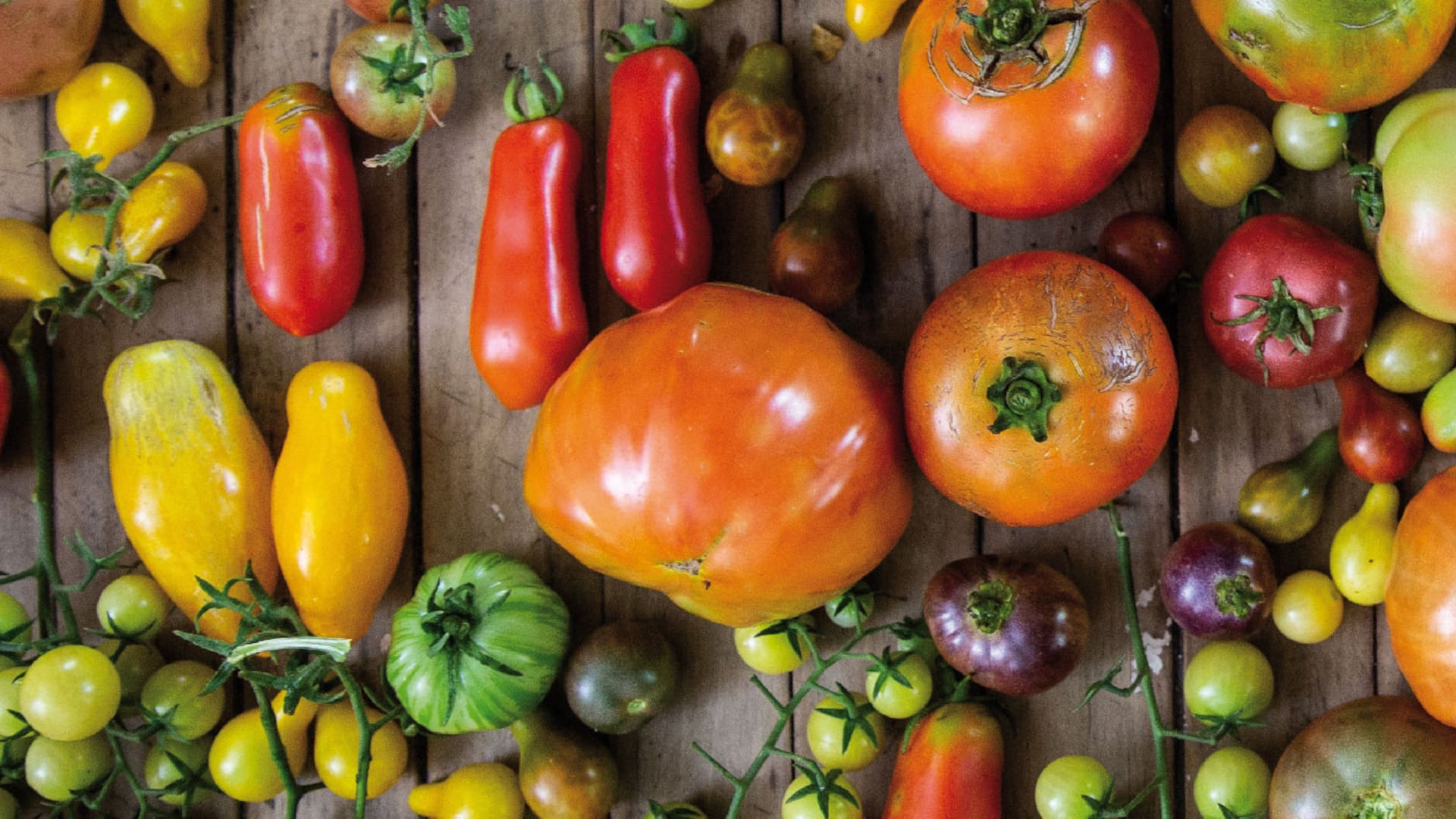 Los tomates gourmet preferidos de los cocineros top
