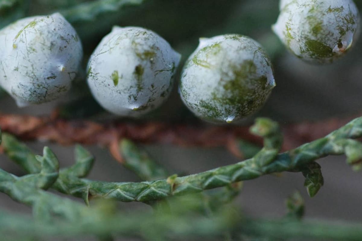 ¿Sabés de qué plantas provienen las bebidas blancas?