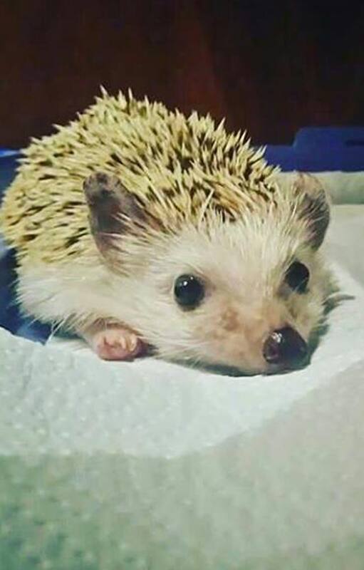 Un aviso de venta fue el alerta del estado en que se encuentran estas mascotas en el país