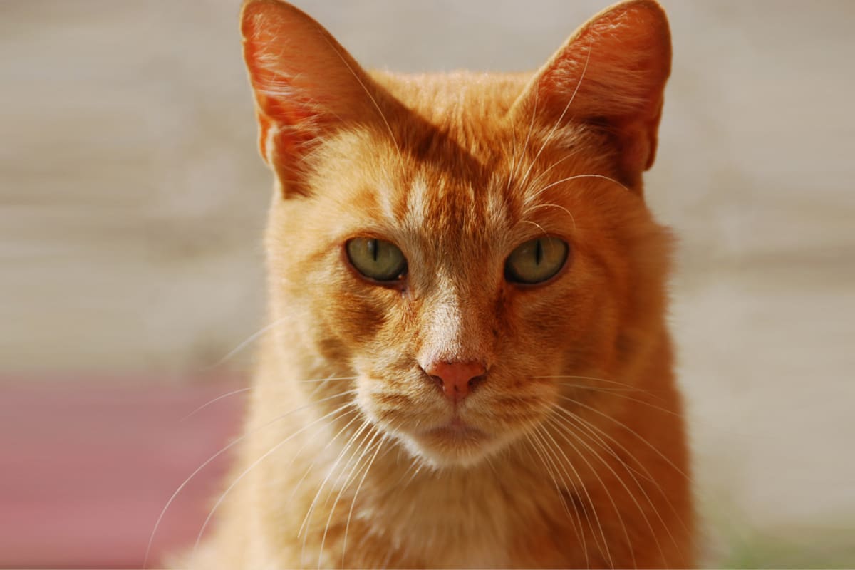 Las mejores apps para jugar con tus gatos