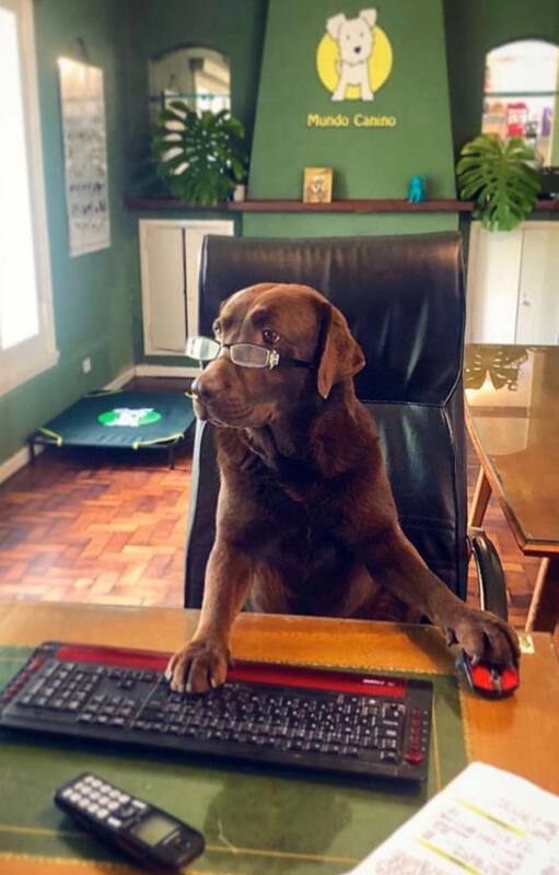 Cali. La perra argentina adiestrada para hacer entrevistas en una guardería canina